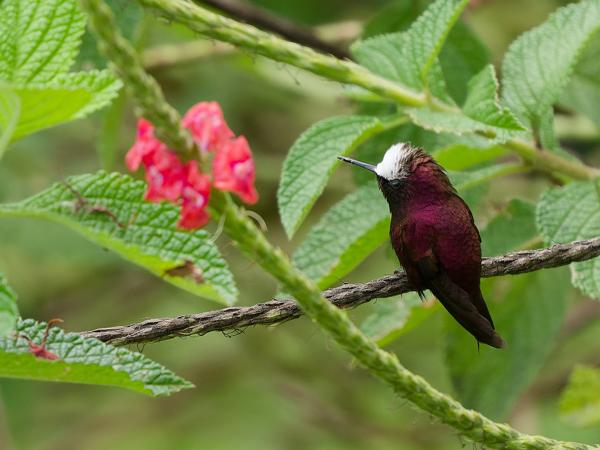 <h3><a href="/trips/costa-rica/biota/animalia/chordata/aves/033 apodiformes/004 trochilidae/microchera albocoronata/microchera albocoronata-nl.html">Microchera&nbsp;albocoronata</a> / Snowcap / Witkruinkolibrie</h3>OM-1 Mark II met OLYMPUS M.150-400mm F4.5, 1/2000 sec  bij F4.5, ISO 1000, afstand 5.8&nbsp;m